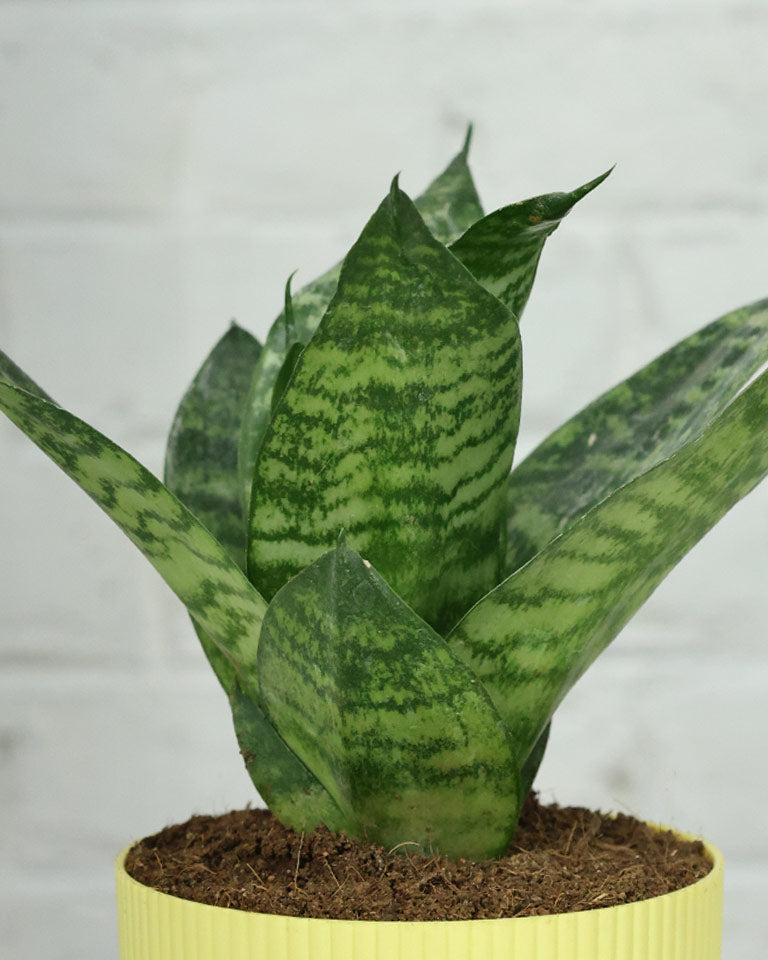 Snake Plant Dwarf