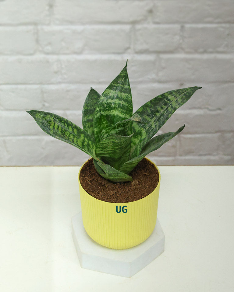 Snake Plant Dwarf