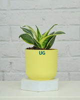 Snake plant benefit