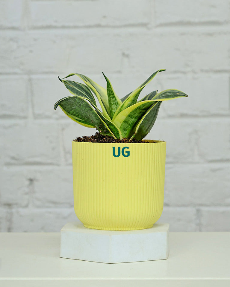 Snake plant benefit