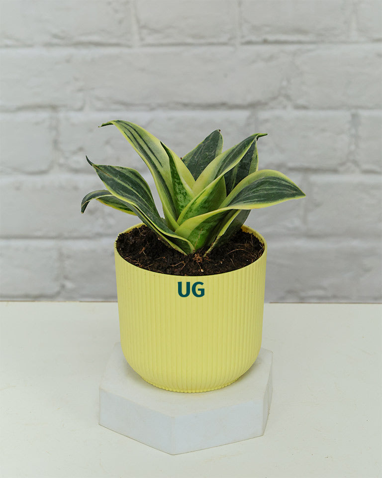 Golden Hahnii Snake Plant