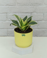 buy Snake Plant Online