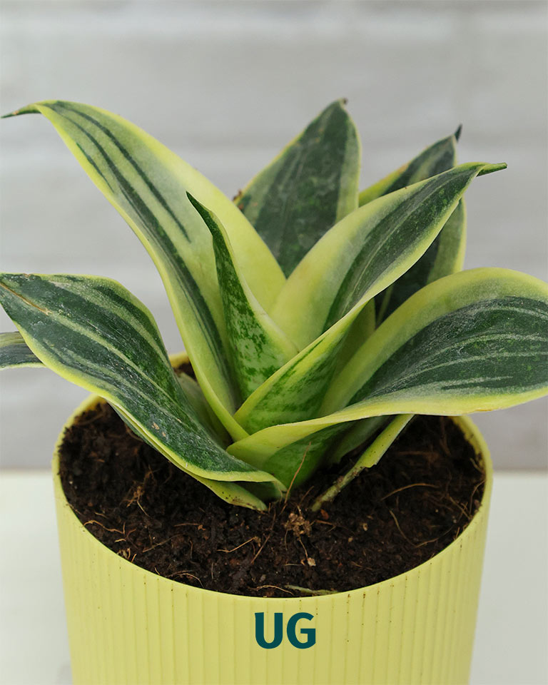 Golden Hahnii Snake Plant