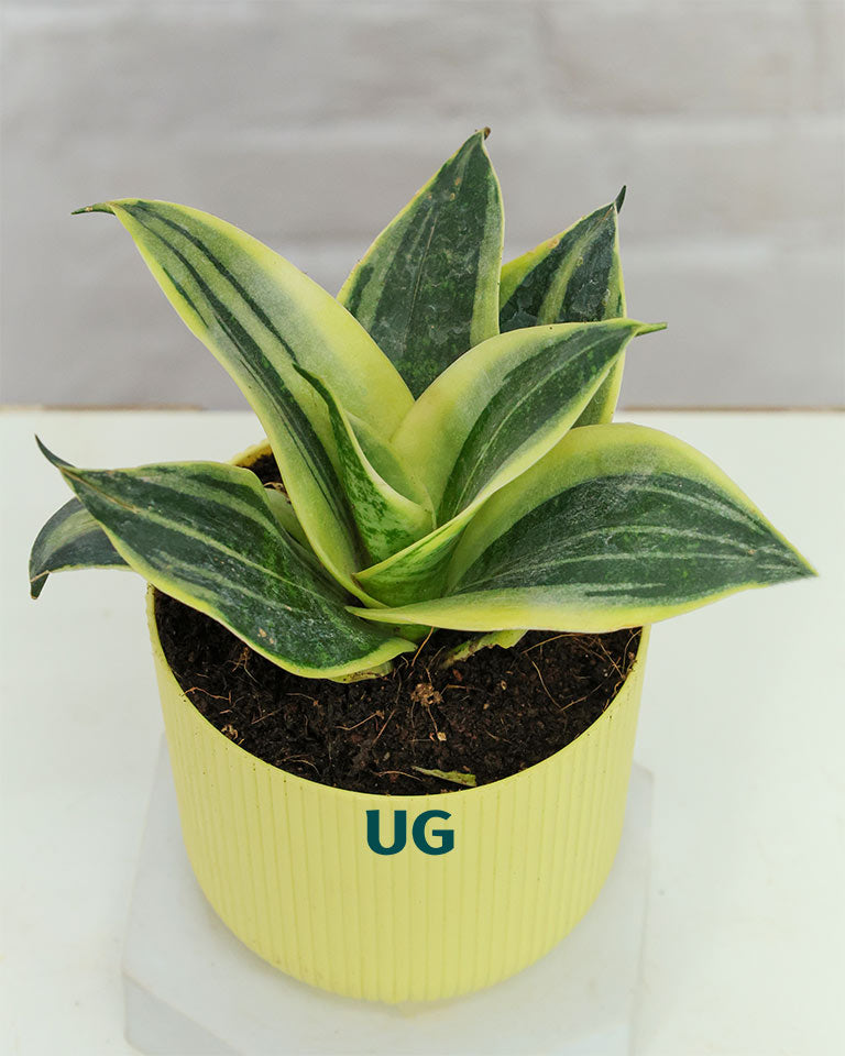 Golden Hahnii Snake Plant