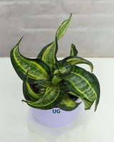 Twist Snake Plant