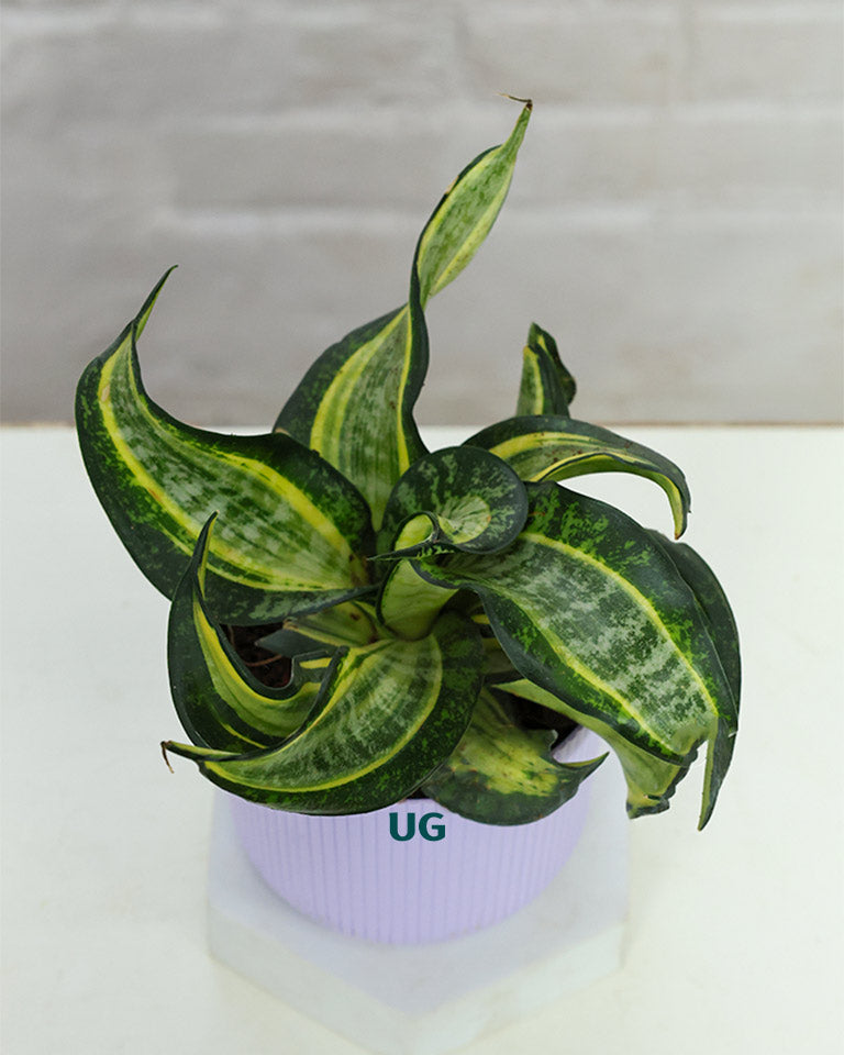 Twist Snake Plant