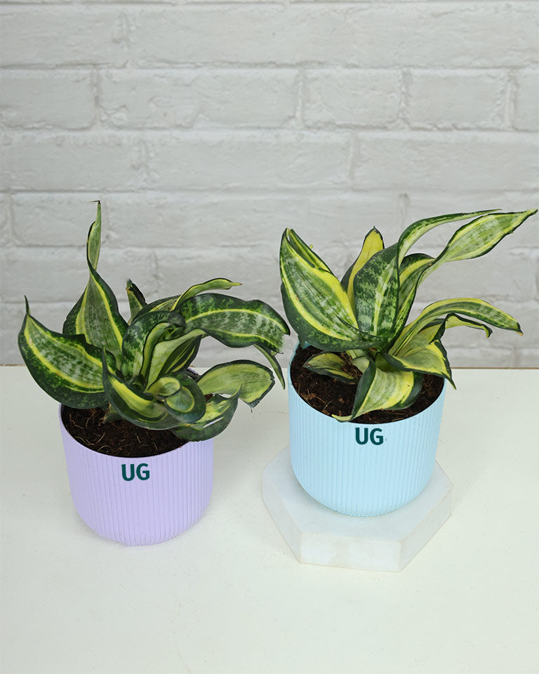 Snake plant online