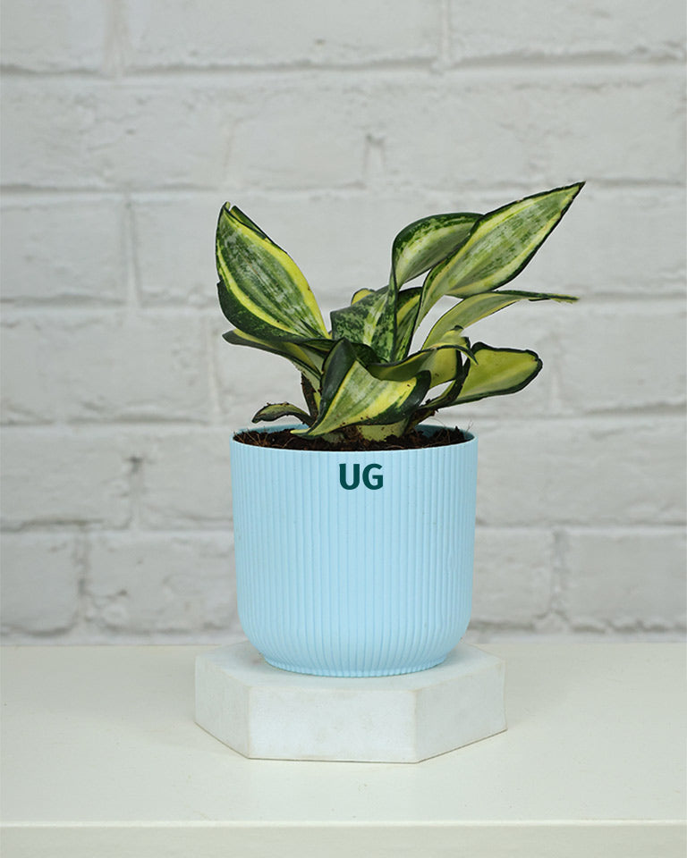 Golden Hahnii Snake Plant