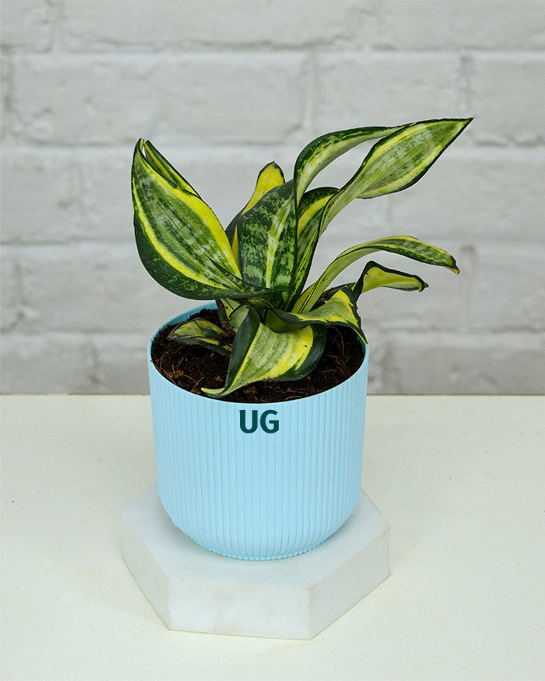 Golden Hahnii Snake Plant