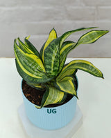 Golden Hahnii Snake Plant