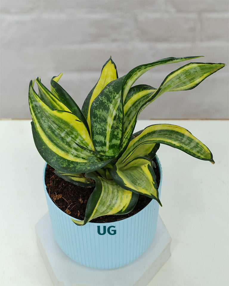 Golden Hahnii Snake Plant