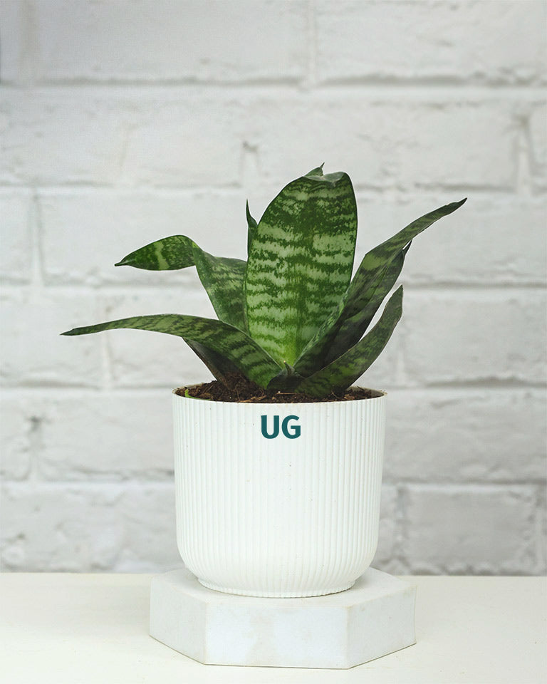 Snake Plant Dwarf