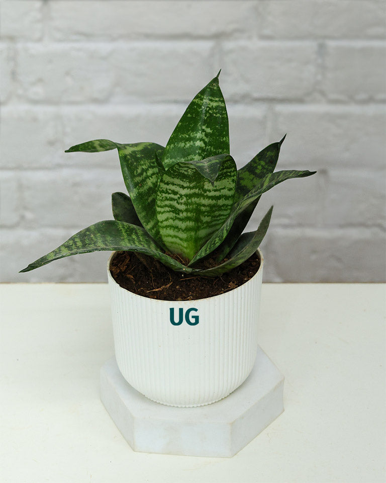 Snake Plant Dwarf