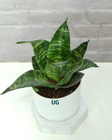 Snake Plant Dwarf