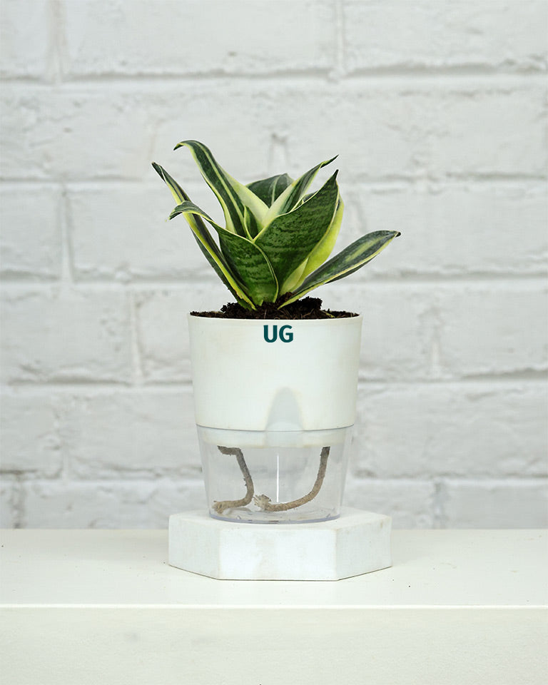 Golden Hahnii Snake Plant