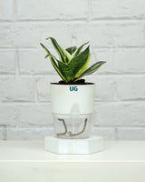 Golden Hahnii Snake Plant