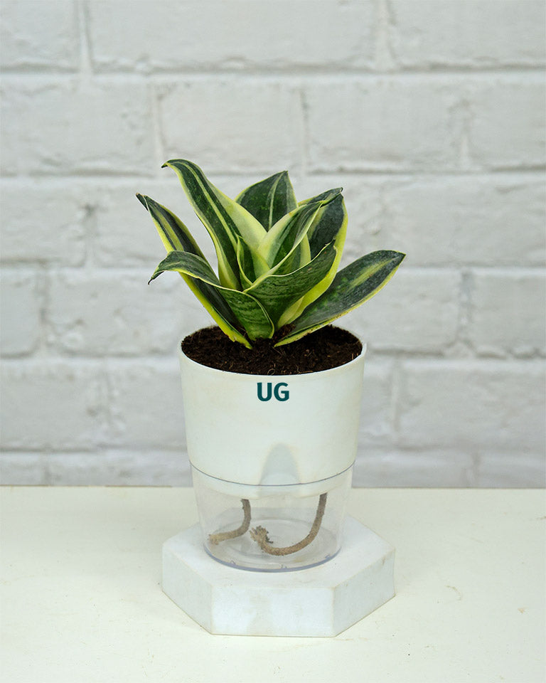 Golden Hahnii Snake Plant