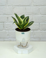 Golden Hahnii Snake Plant