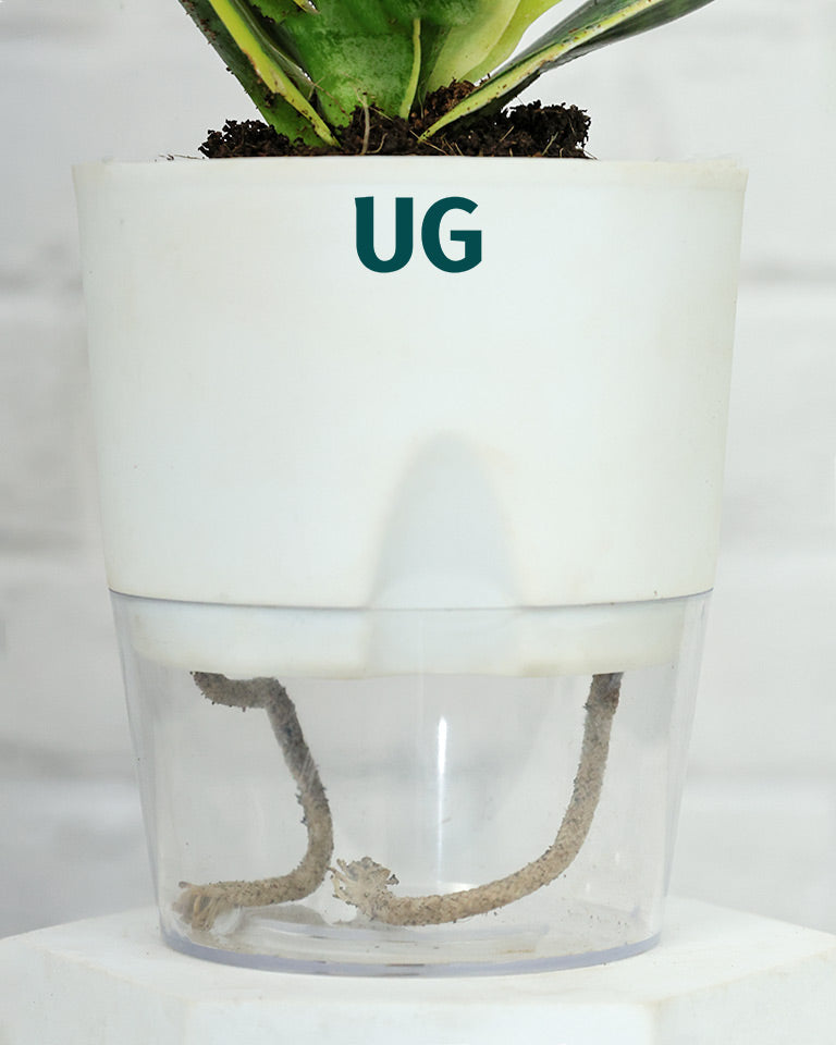 Golden Hahnii Snake Plant