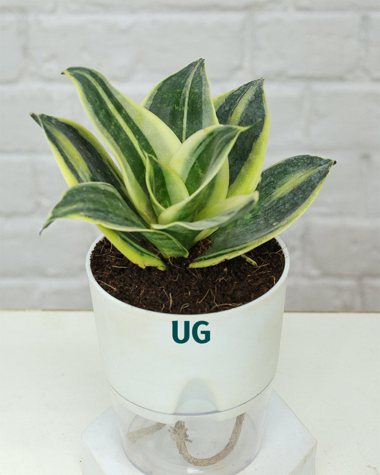 Golden Hahnii Snake Plant