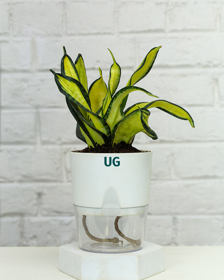 Twist Snake Plant in Self Watering Pot