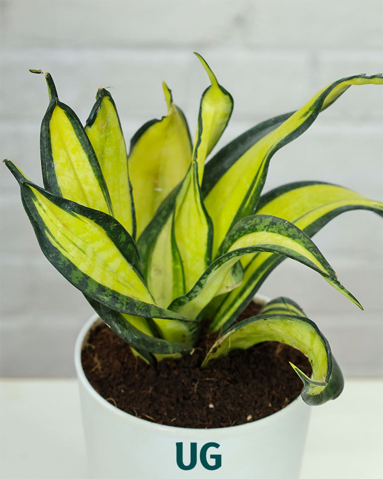 Twist Snake Plant in Self Watering Pot