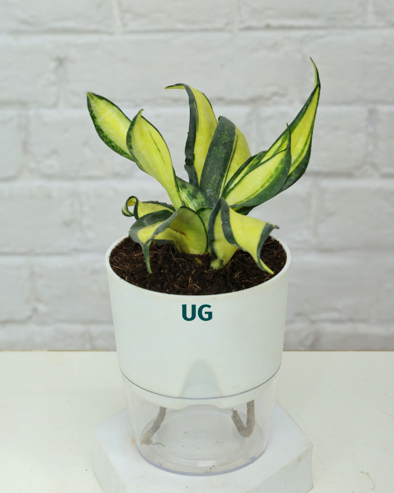 Twist Snake Plant in Self Watering Pot
