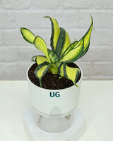 Twist Snake Plant in Self Watering Pot