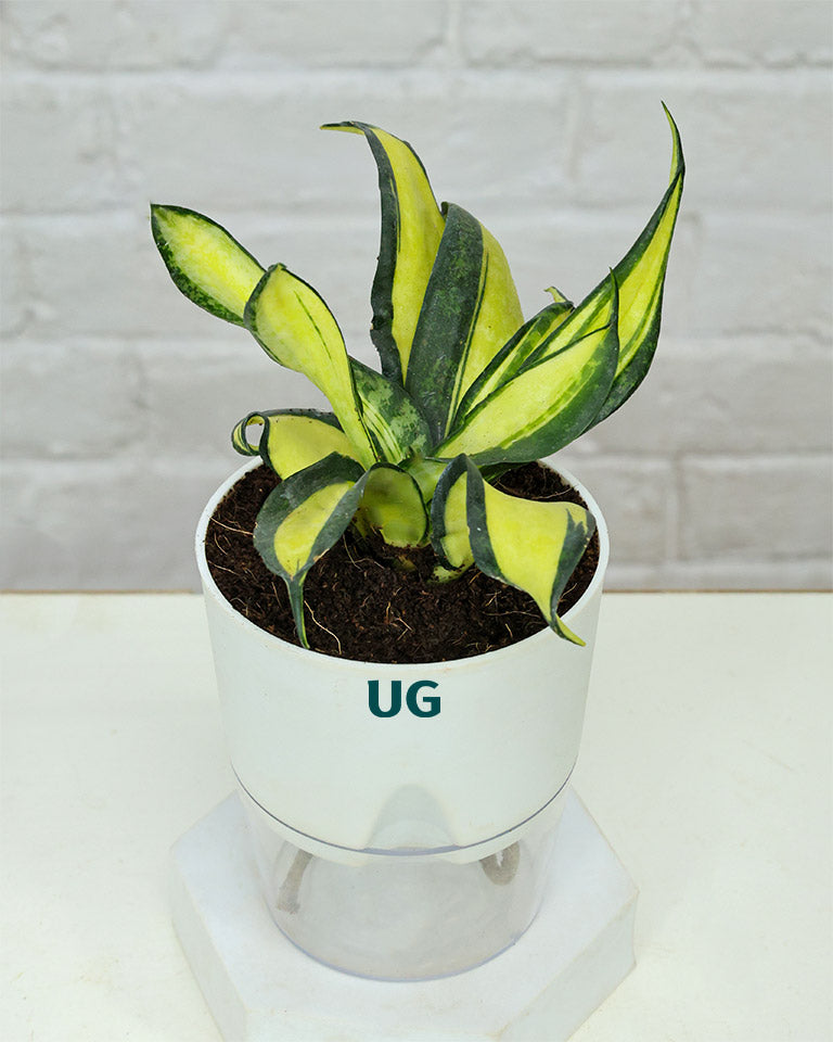 Twist Snake Plant in Self Watering Pot