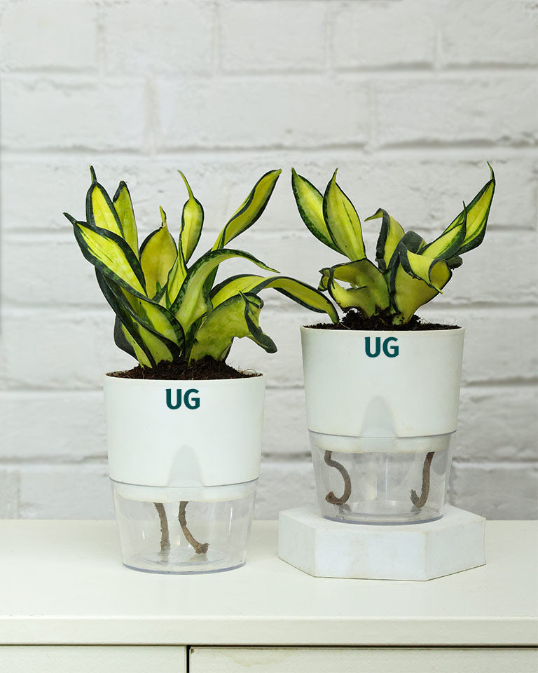 Twist Snake Plant in Self Watering Pot