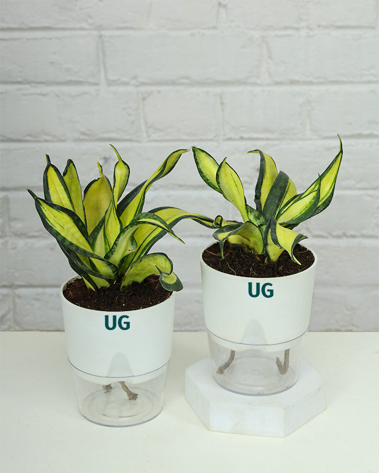Twist Snake Plant in Self Watering Pot
