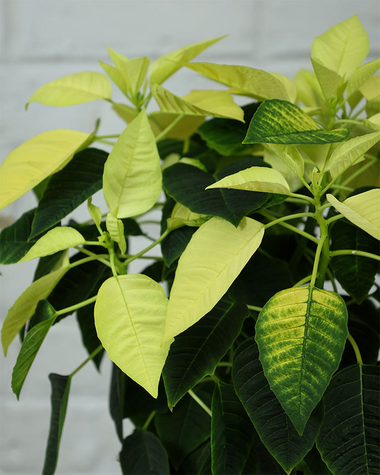Poinsettia Lemon