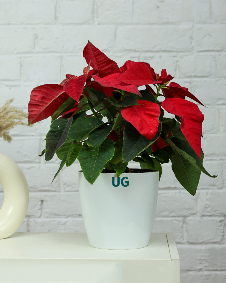 Poinsettia (Red)