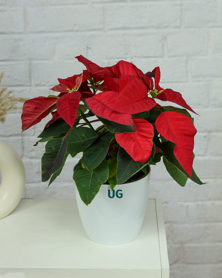 Poinsettia (Red)