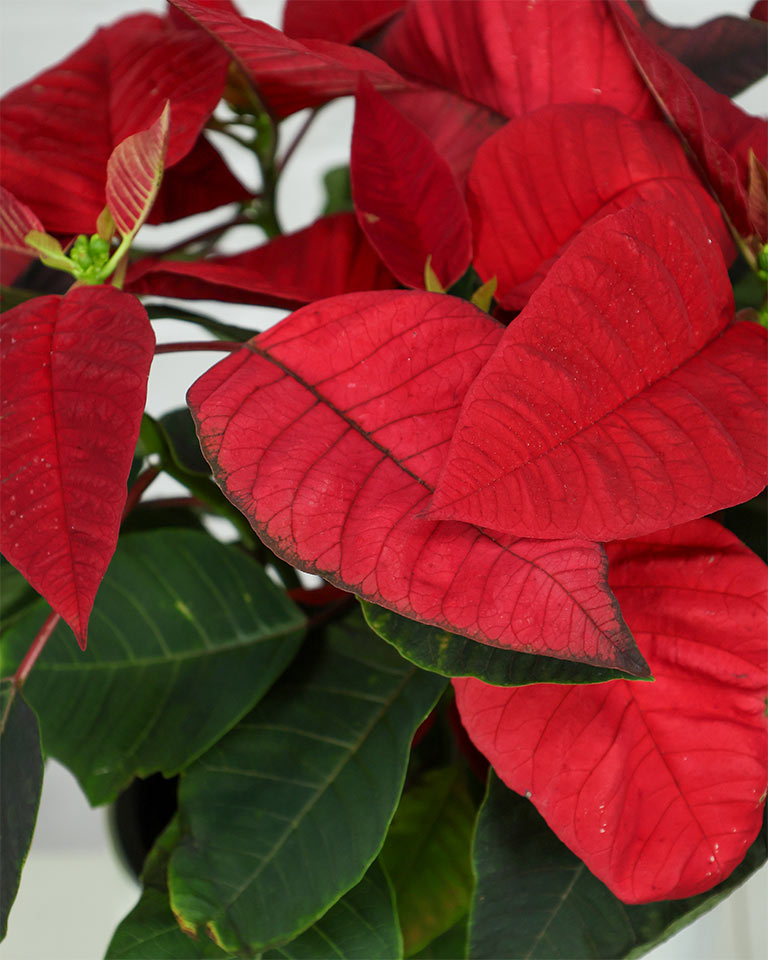 Poinsettia (Red)