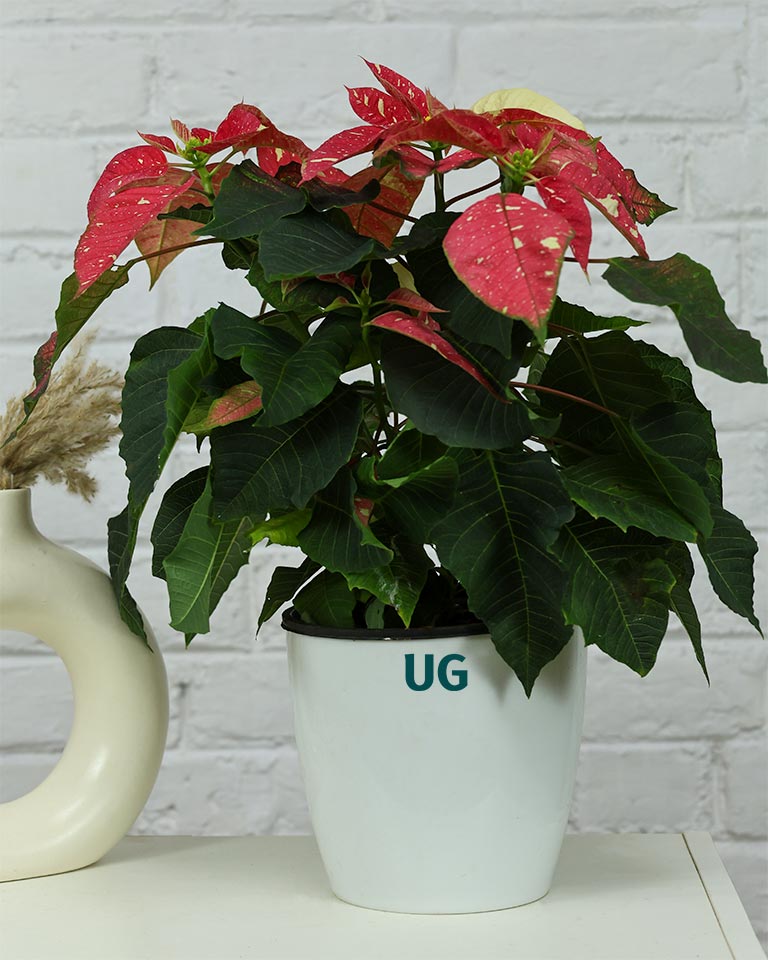 Poinsettia Jingle Bells