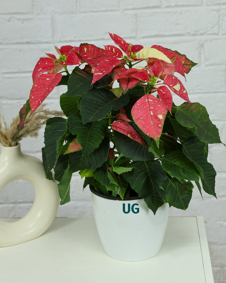 poinsettia plant price