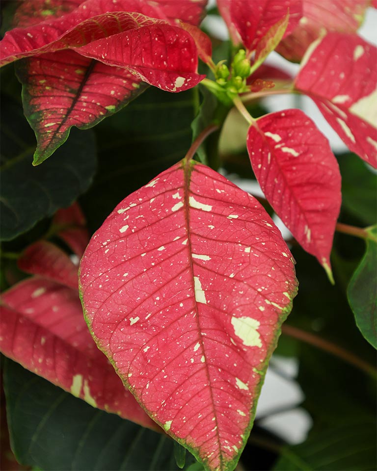 Poinsettia Jingle Bells