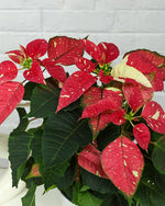 Poinsettia Jingle Bells