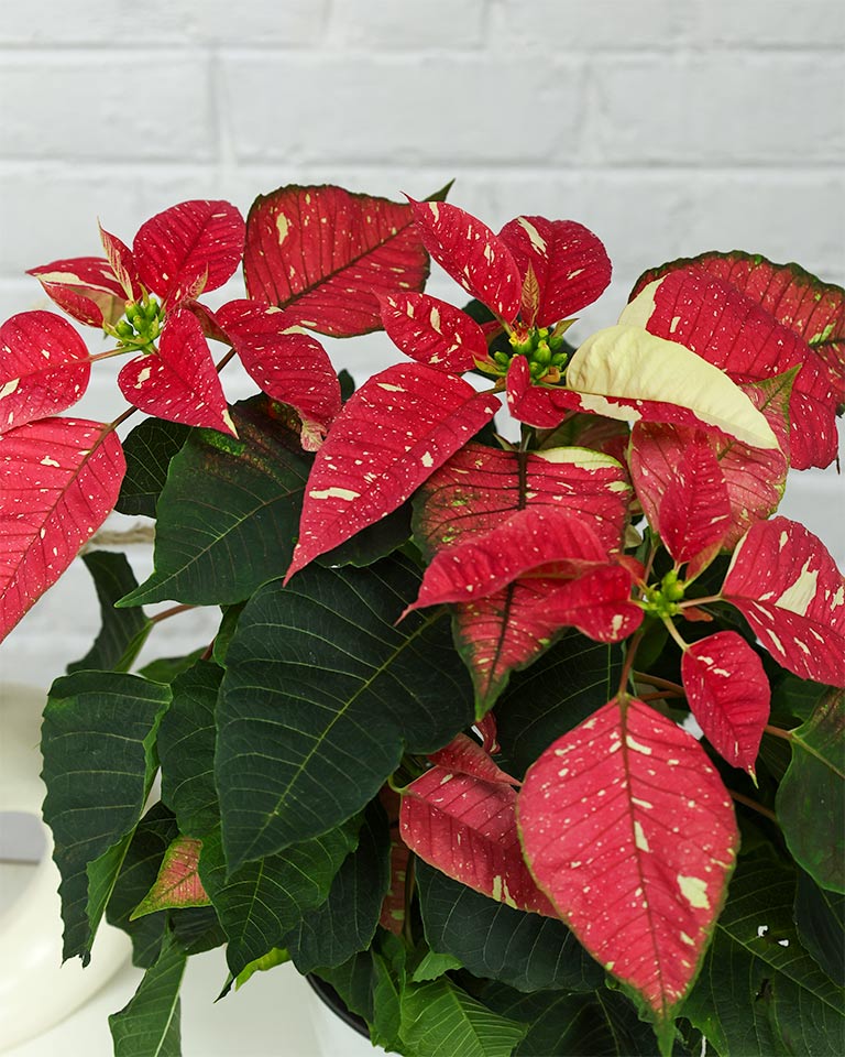 Poinsettia Jingle Bells
