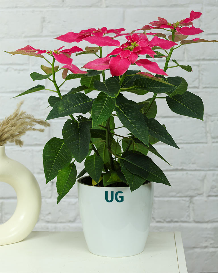 Poinsettia Pink
