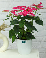 Poinsettia Pink