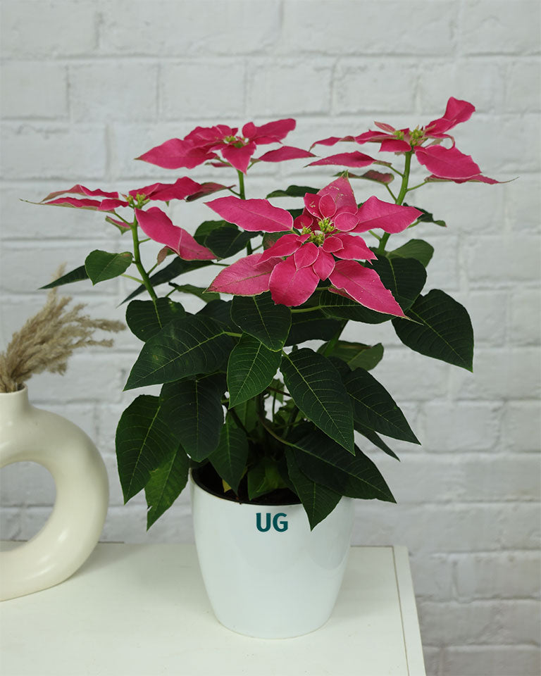 Poinsettia Pink