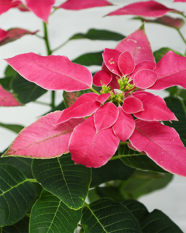 Poinsettia Pink