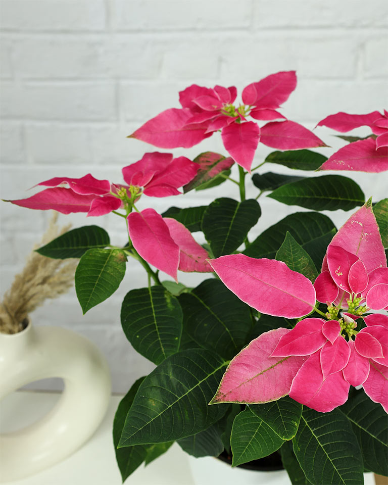 Poinsettia Pink
