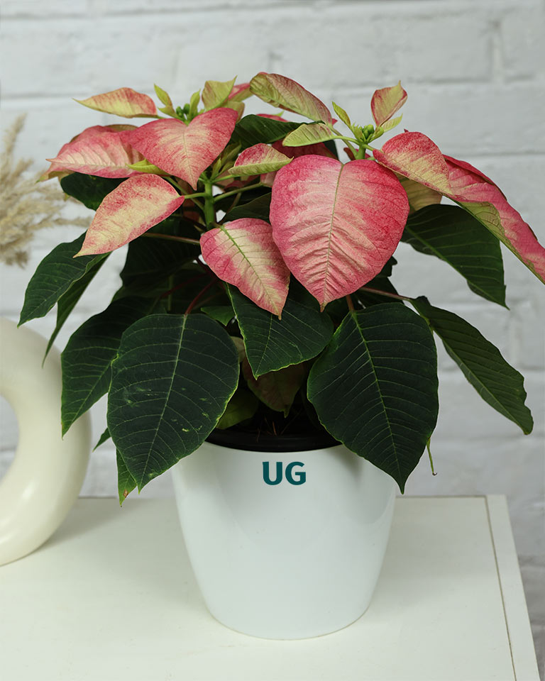poinsettia plant care 