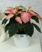 poinsettia plant care 