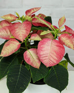 buy indoor plant online