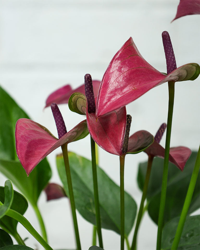 Anthurium Purple