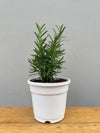 Rosemary near me, rosemary plant online
